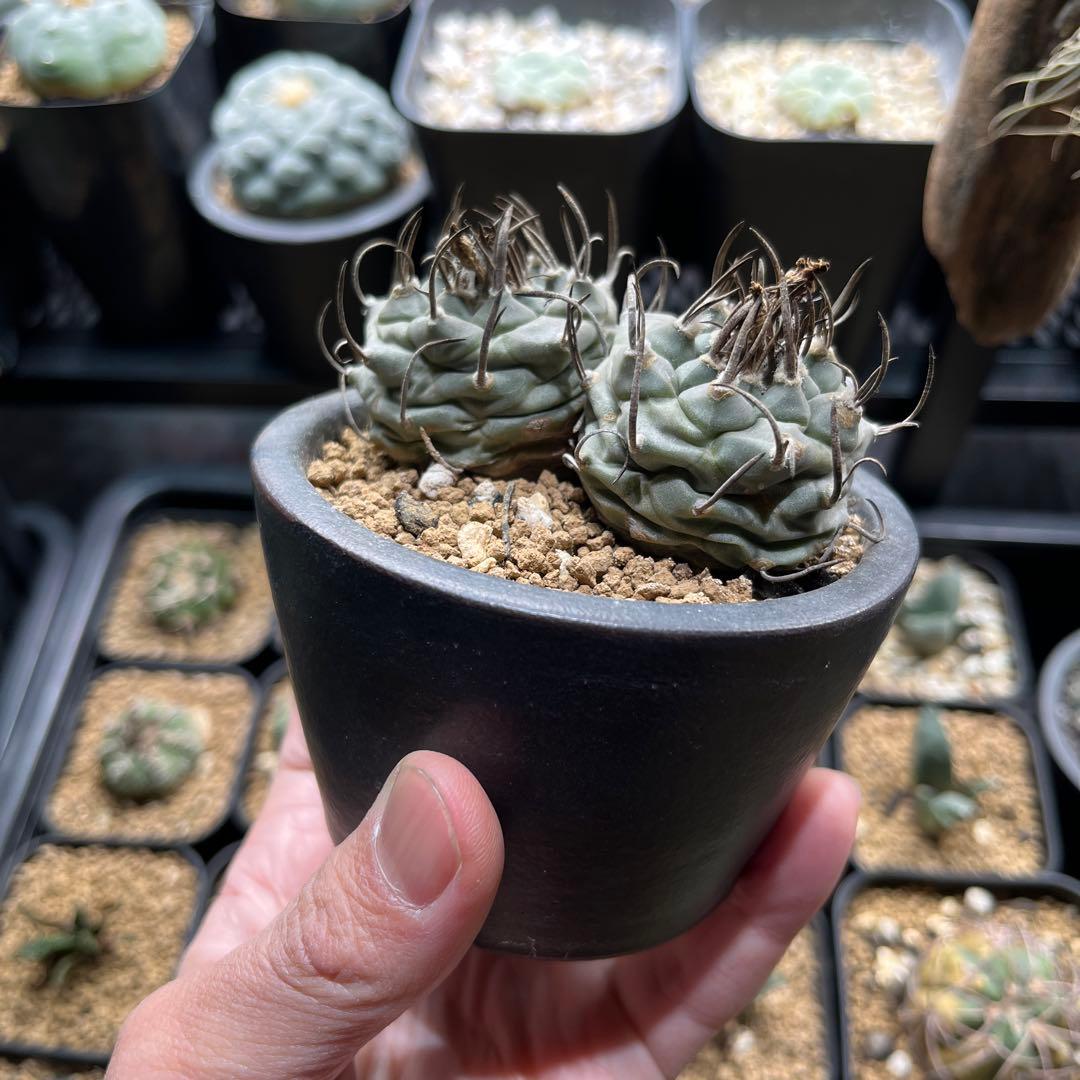 ツルビニカルプス　二頭　双頭　ダブルヘッド