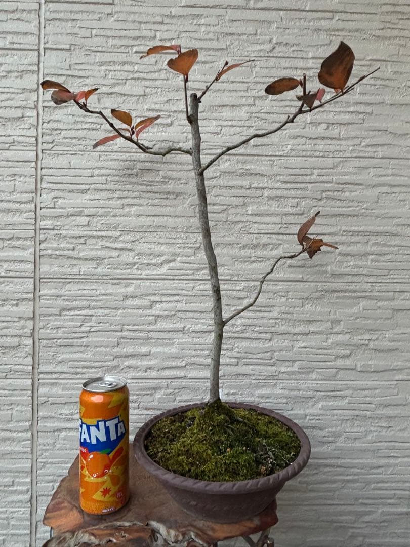 ヤマコウバシ　盆栽