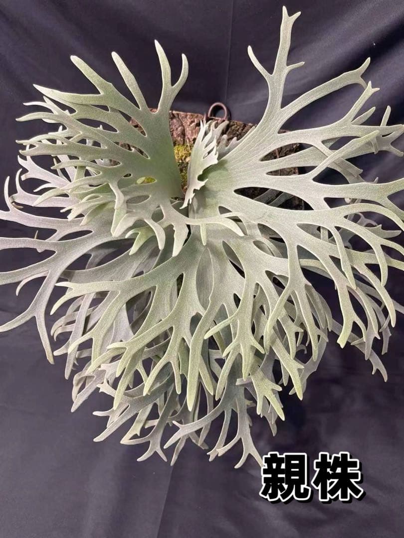 Antoni Gaudi 　超極大サイズ　ビカクシダ P. Jewel