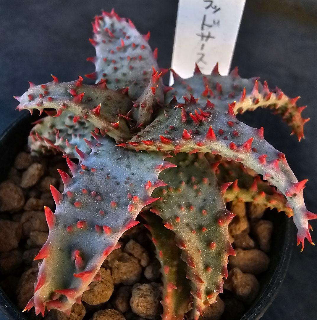 ロウルサンコさんラベル付き☆多肉植物 アロエ ブラッドサースティー