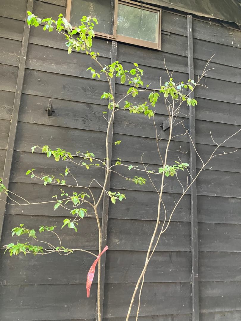 山採り　アオダモ　ソヨゴ　混合株