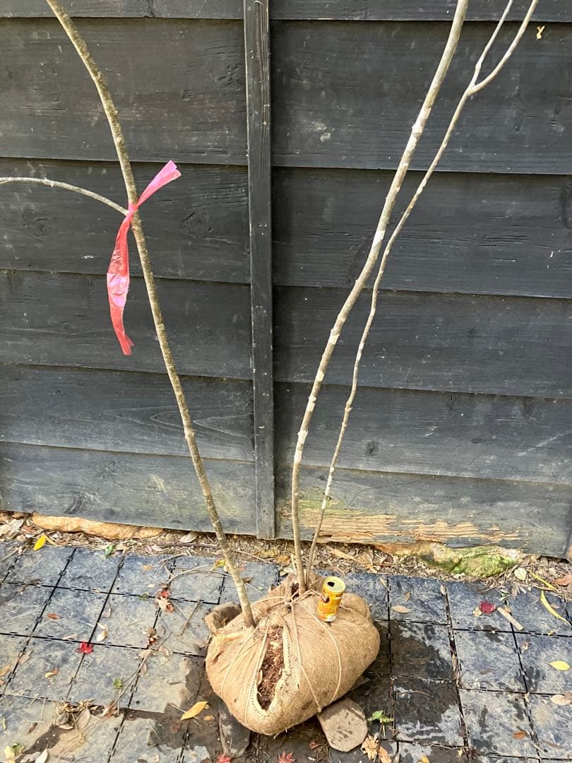 山採り　アオダモ　ソヨゴ　混合株