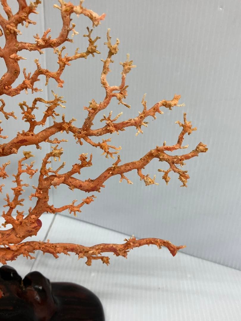 【血赤珊瑚原木】希少！＊血珊瑚＊天然 原木 サンゴ オブジェ 手渡し推奨