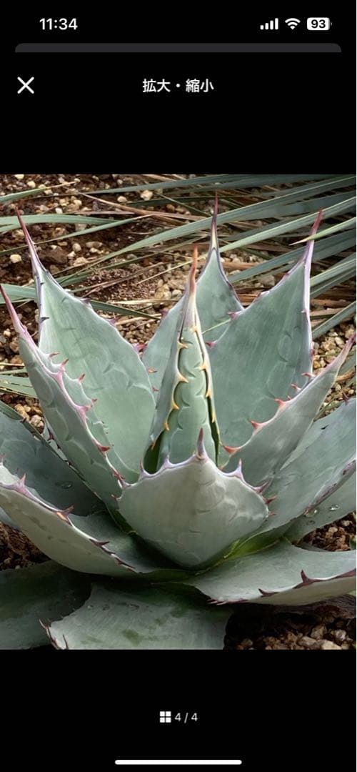 冬限定価格！超希少！アガベ　パリーグアナファト　子株　ドライガーデン　送料込み！