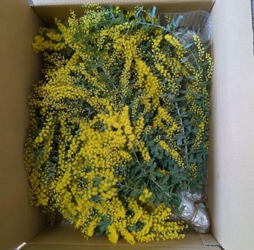 今年も✨フレッシュミモザを花束にして✨ 販売します(２月下旬以降〜)