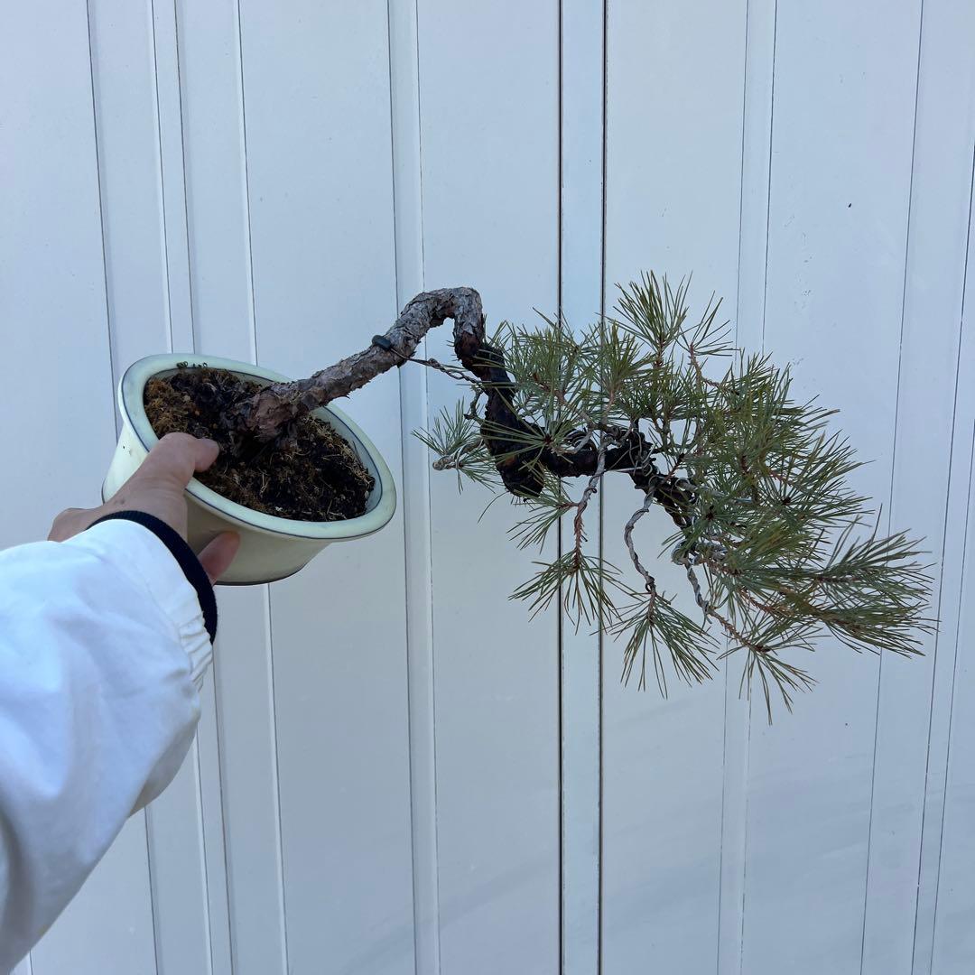 山採り　赤松　文人風