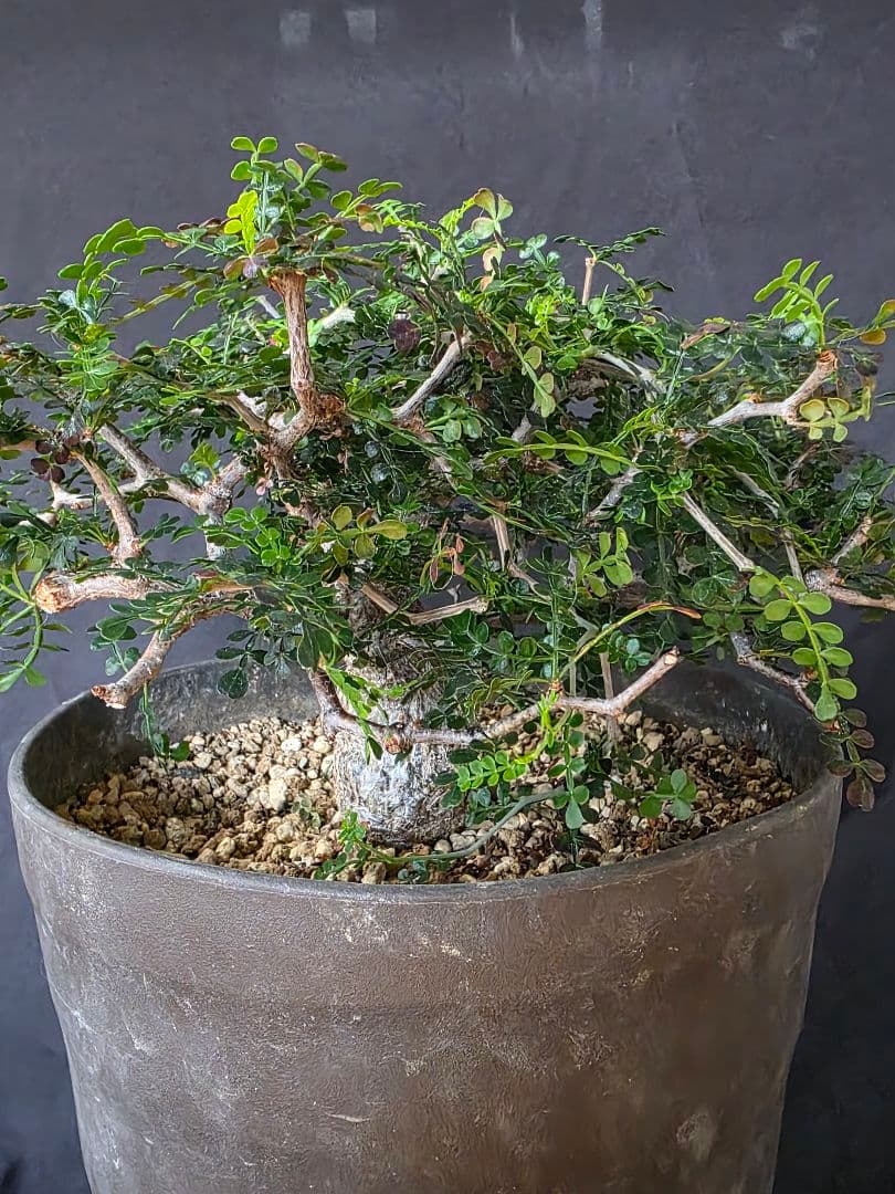 最終値下 塊根植物 オペルクリカリア パキプス 実生 7年目 抜粋株