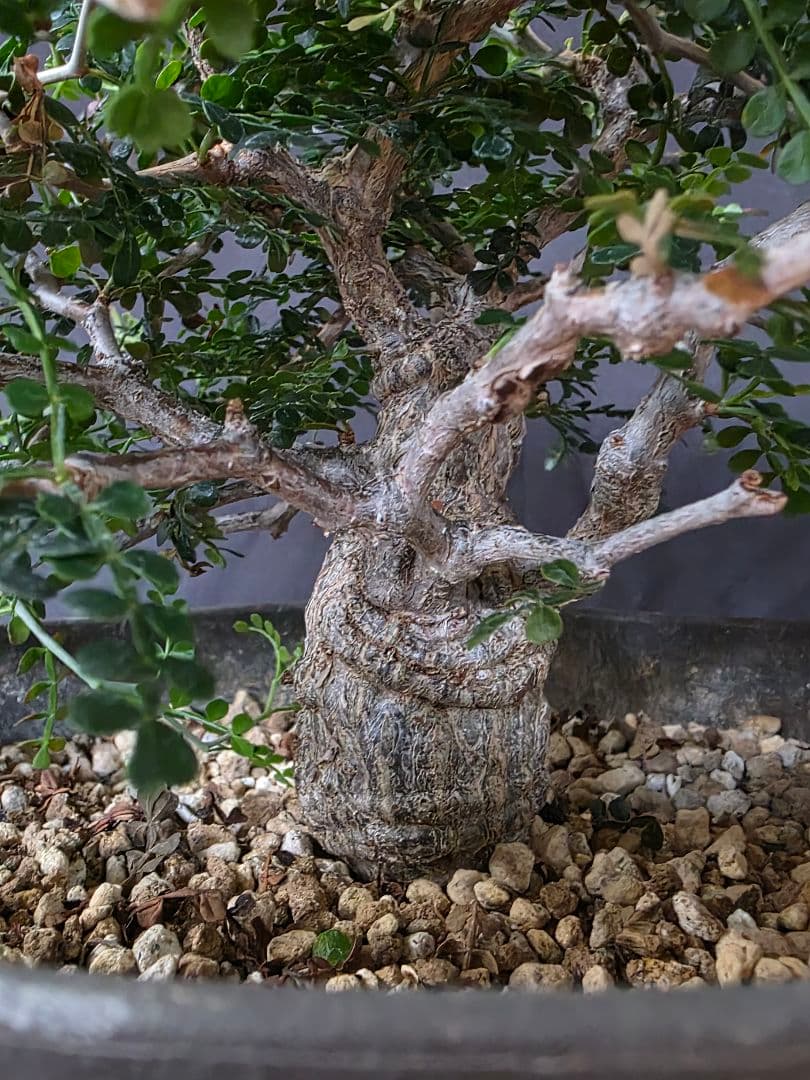 最終値下 塊根植物 オペルクリカリア パキプス 実生 7年目 抜粋株