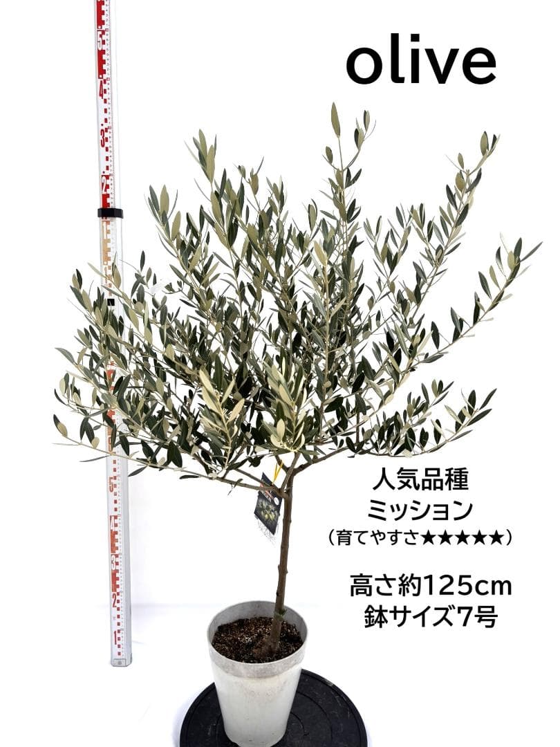 オリーブの木　ミッション　7号　約125cm　NO.724　人気品種　現品掲載