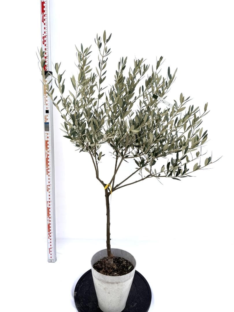 オリーブの木　ミッション　7号　約125cm　NO.724　人気品種　現品掲載