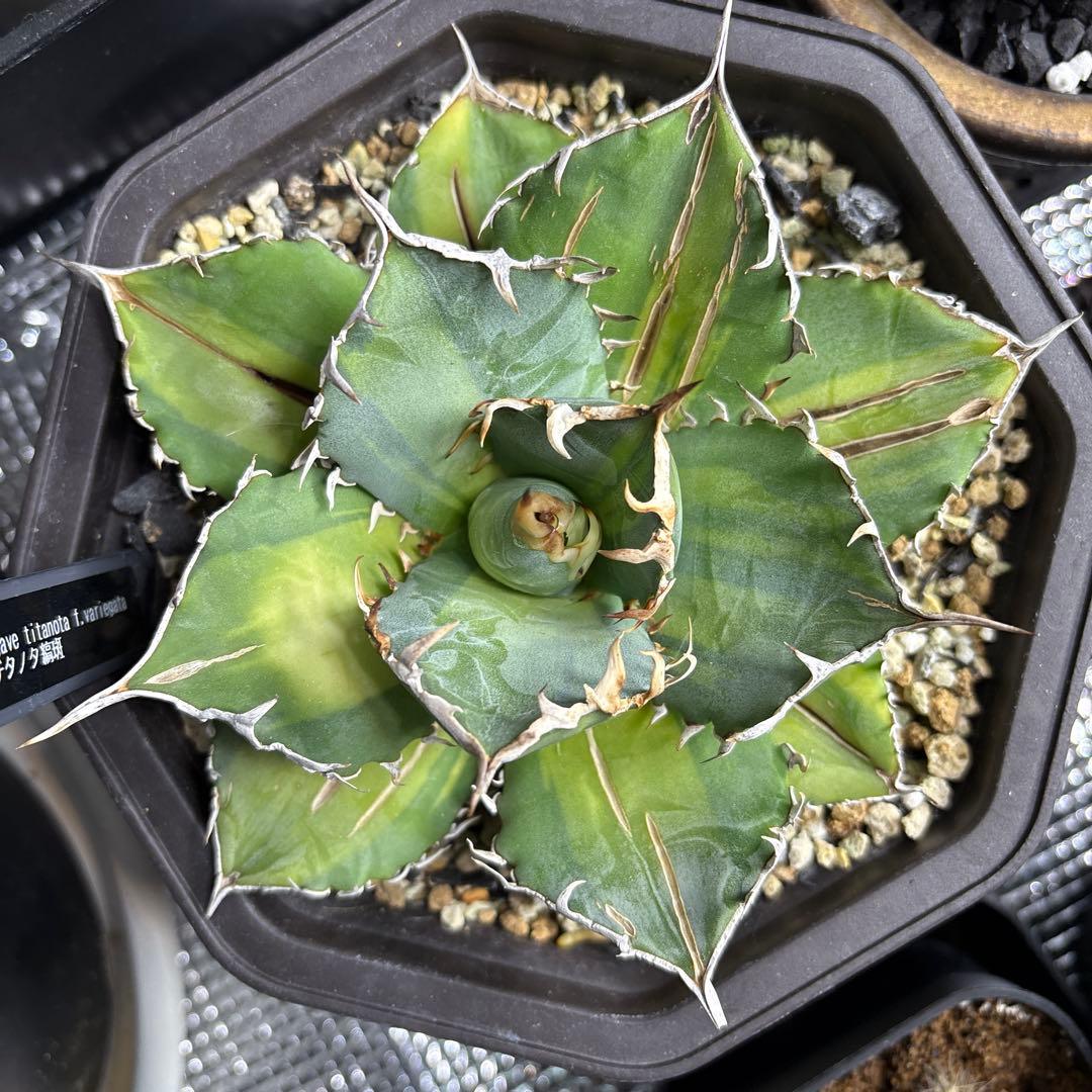 アガベ　チタノタ　縞斑