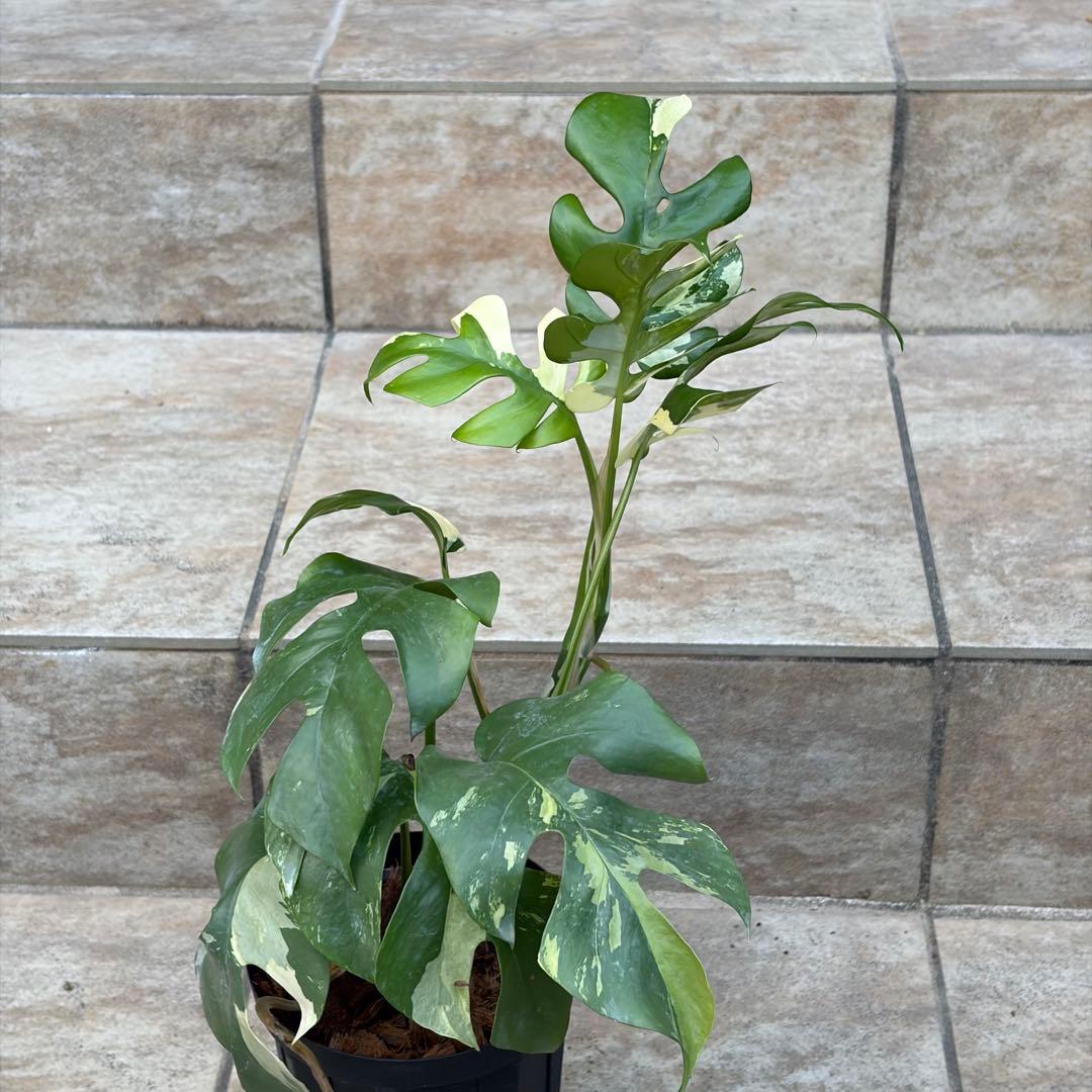 【セール】モンステラ　ヒメモンステラ　約4号鉢　No.001　鉢、送料込