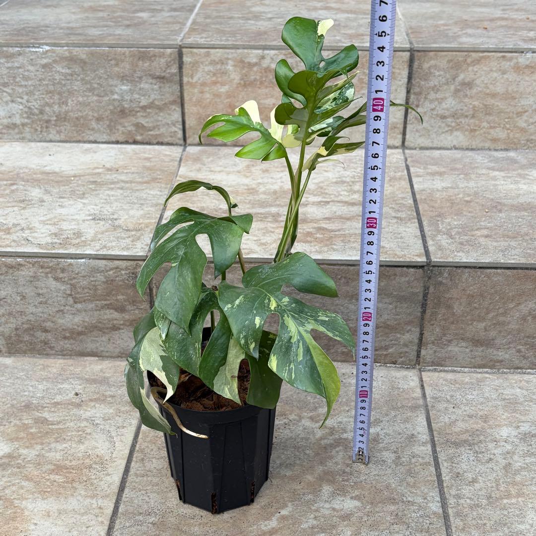 【セール】モンステラ　ヒメモンステラ　約4号鉢　No.001　鉢、送料込