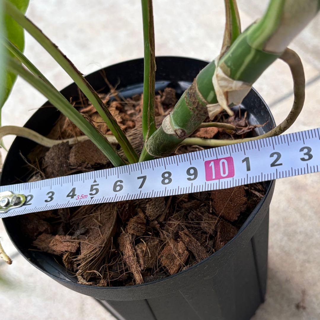 【セール】モンステラ　ヒメモンステラ　約4号鉢　No.001　鉢、送料込