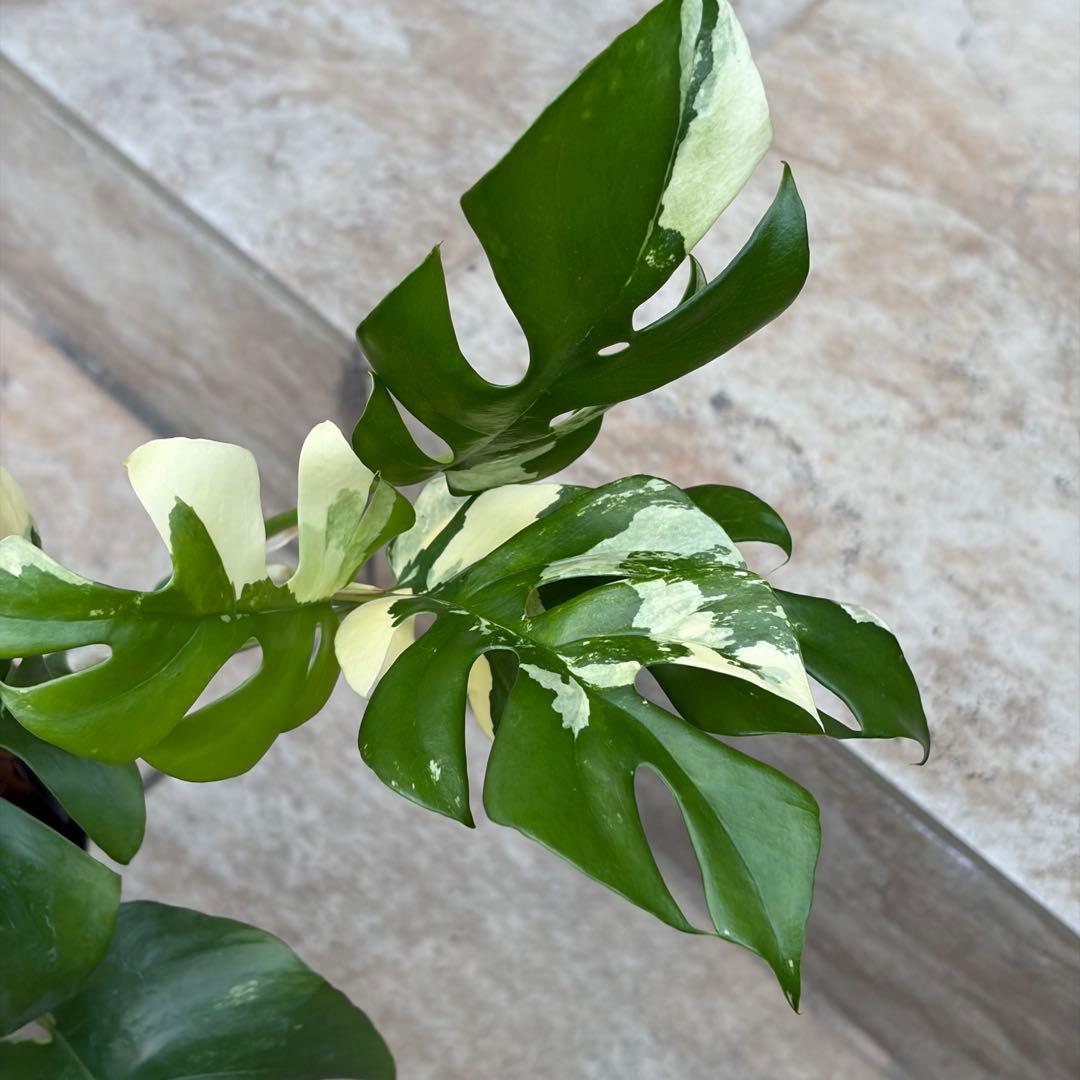 【セール】モンステラ　ヒメモンステラ　約4号鉢　No.001　鉢、送料込