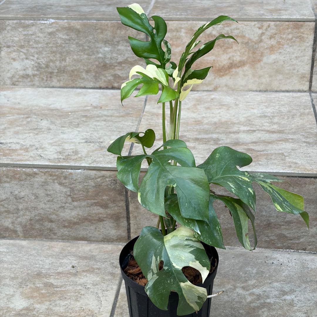 【セール】モンステラ　ヒメモンステラ　約4号鉢　No.001　鉢、送料込