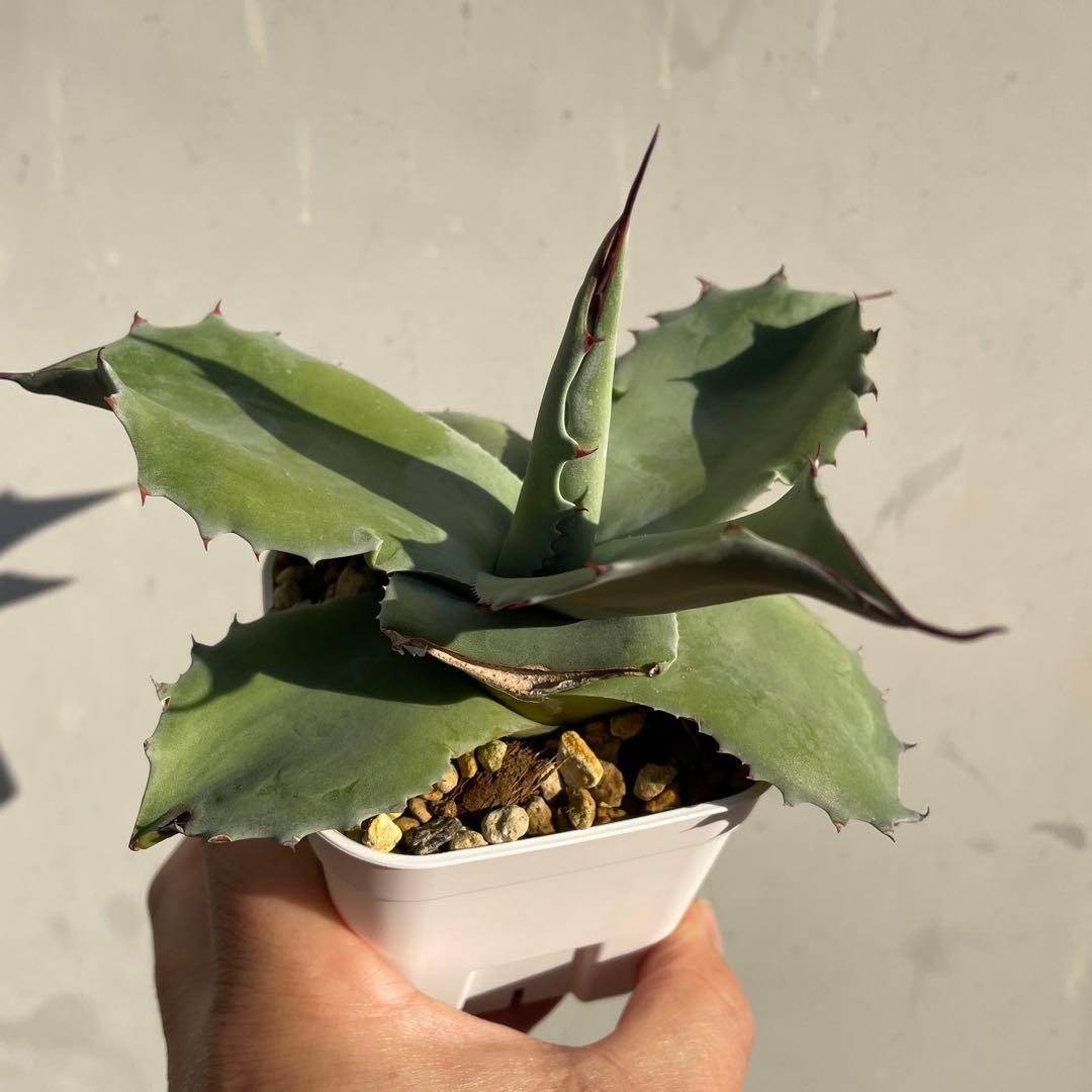 専用　アガベ　オバティフォリアドワーフ 葉折れあり　2株　抜き苗発送