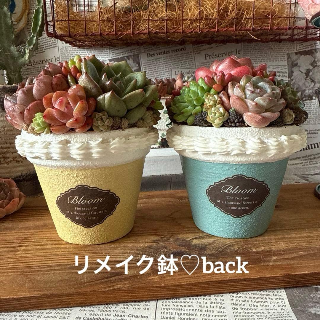 ❤︎sweets whip❤︎ そのまま飾れる多肉植物の寄せ植えリメ鉢ちまリメ缶