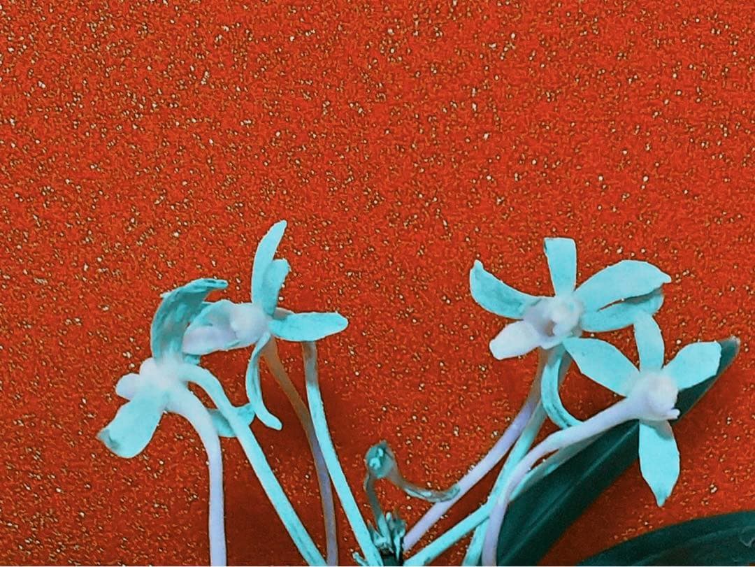 富貴蘭「克利奥佩特刺」雄一無二の青軸縞の青花品