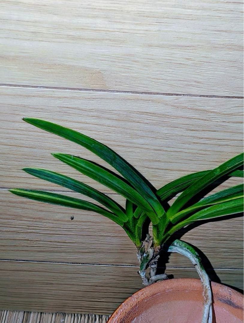 富貴蘭「克利奥佩特刺」雄一無二の青軸縞の青花品