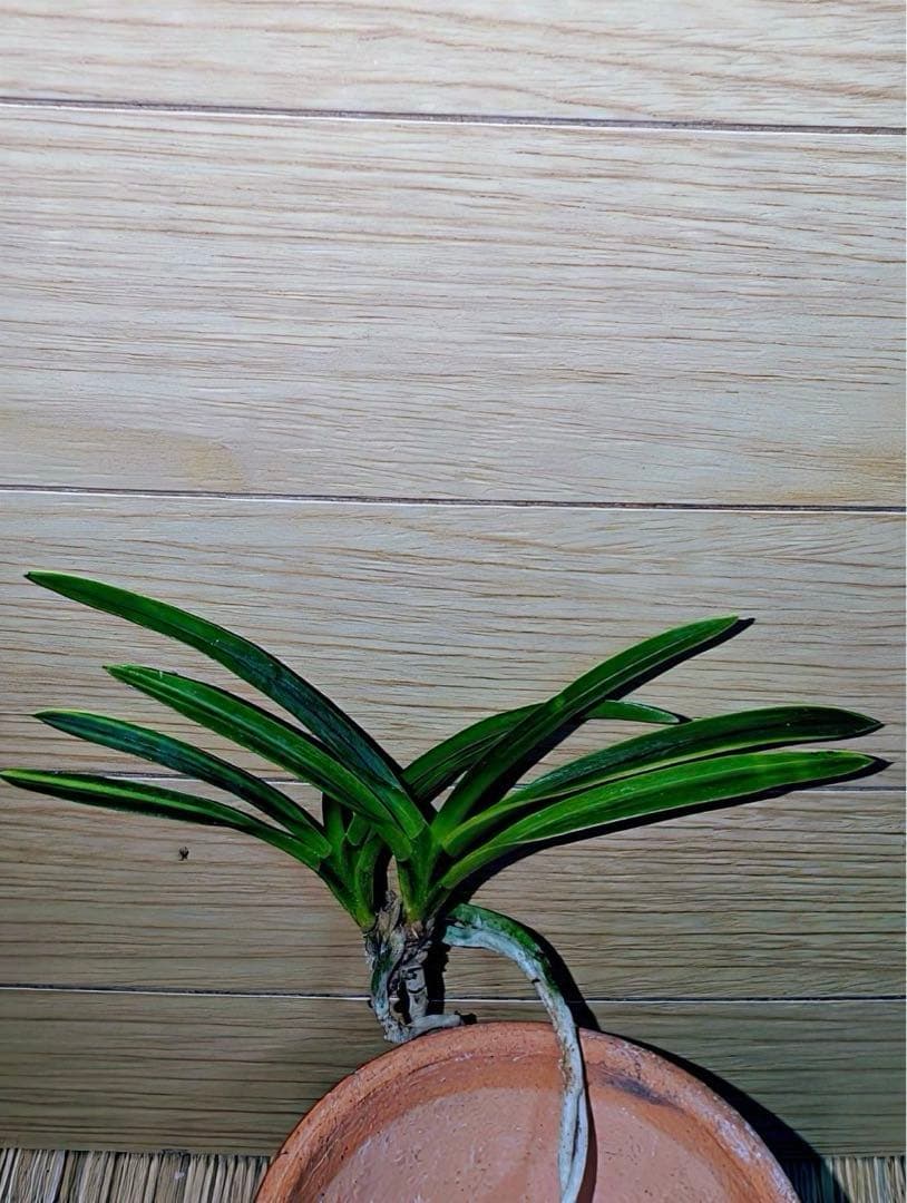 富貴蘭「克利奥佩特刺」雄一無二の青軸縞の青花品