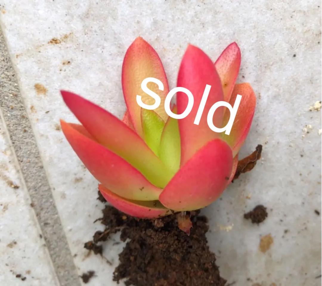 火祭【専用品】