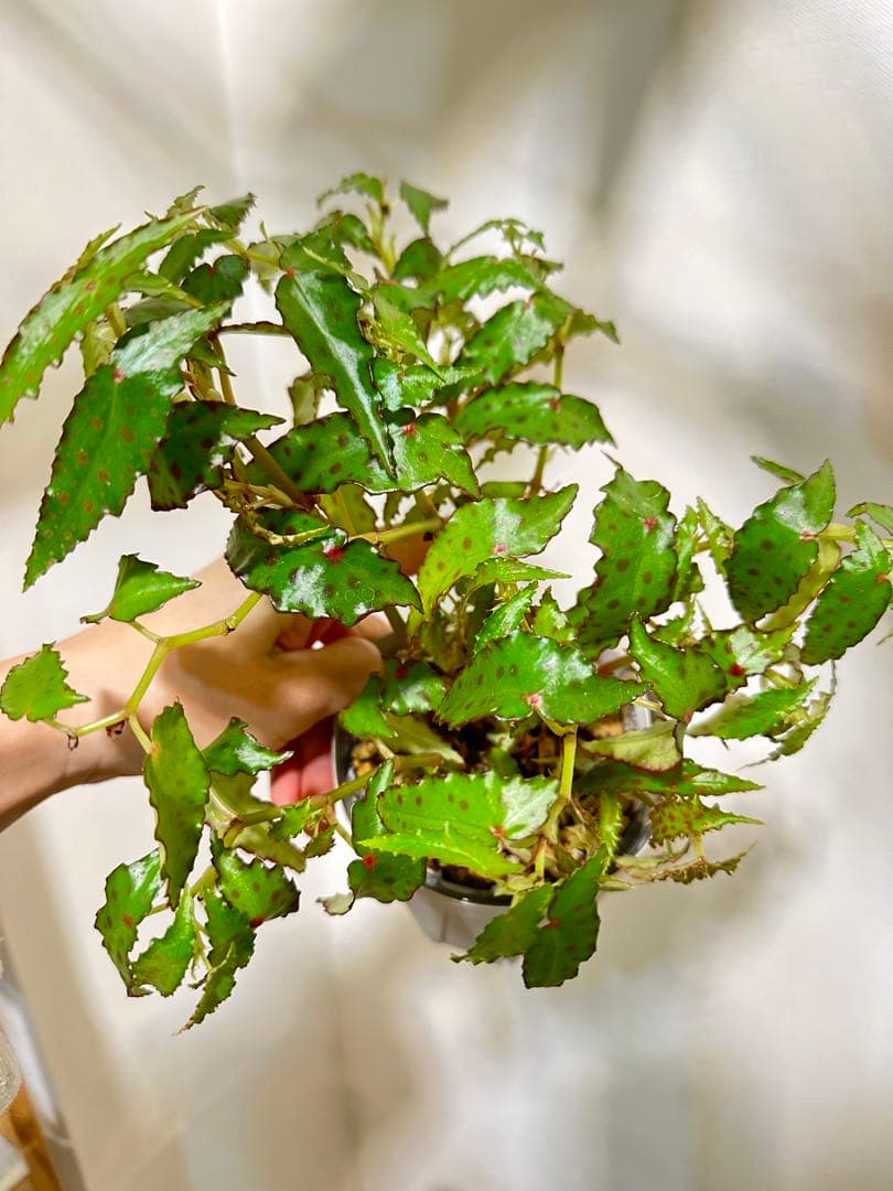 春まで停止　大株　ベゴニア　アンフィオクサス