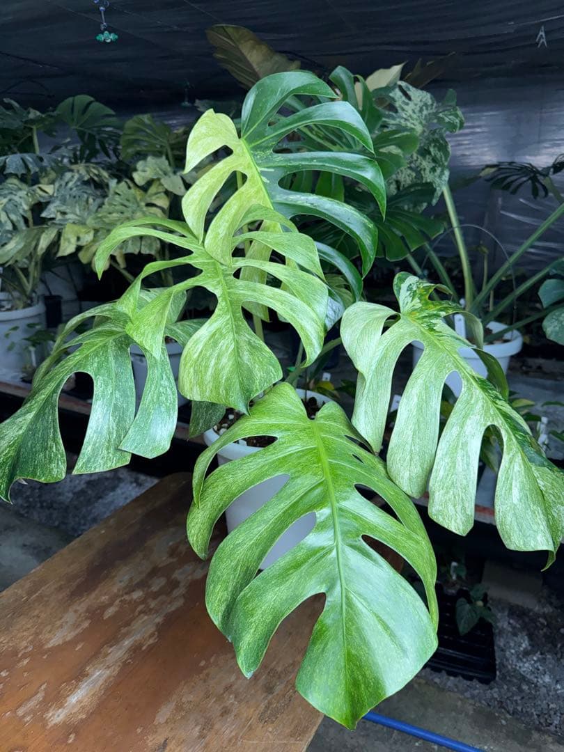 モンステラ　ボルギシアナ　x デリシオーサ　ミント　超美斑入り作品株