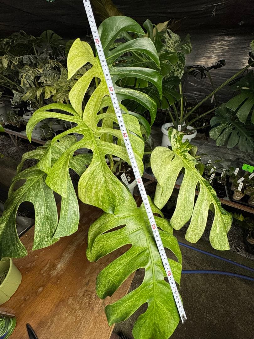 モンステラ　ボルギシアナ　x デリシオーサ　ミント　超美斑入り作品株