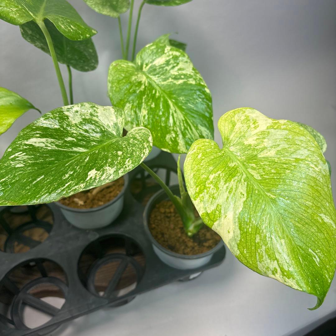 さ*ん様 5株セットms43【特別選抜】ホワイトモンスター／天津蘭 モンステラ斑