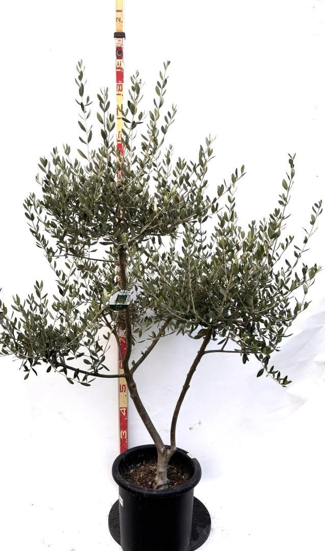 オリーブの木　ルッカ　10号　約160cm　K-290　人気品種　現品掲載