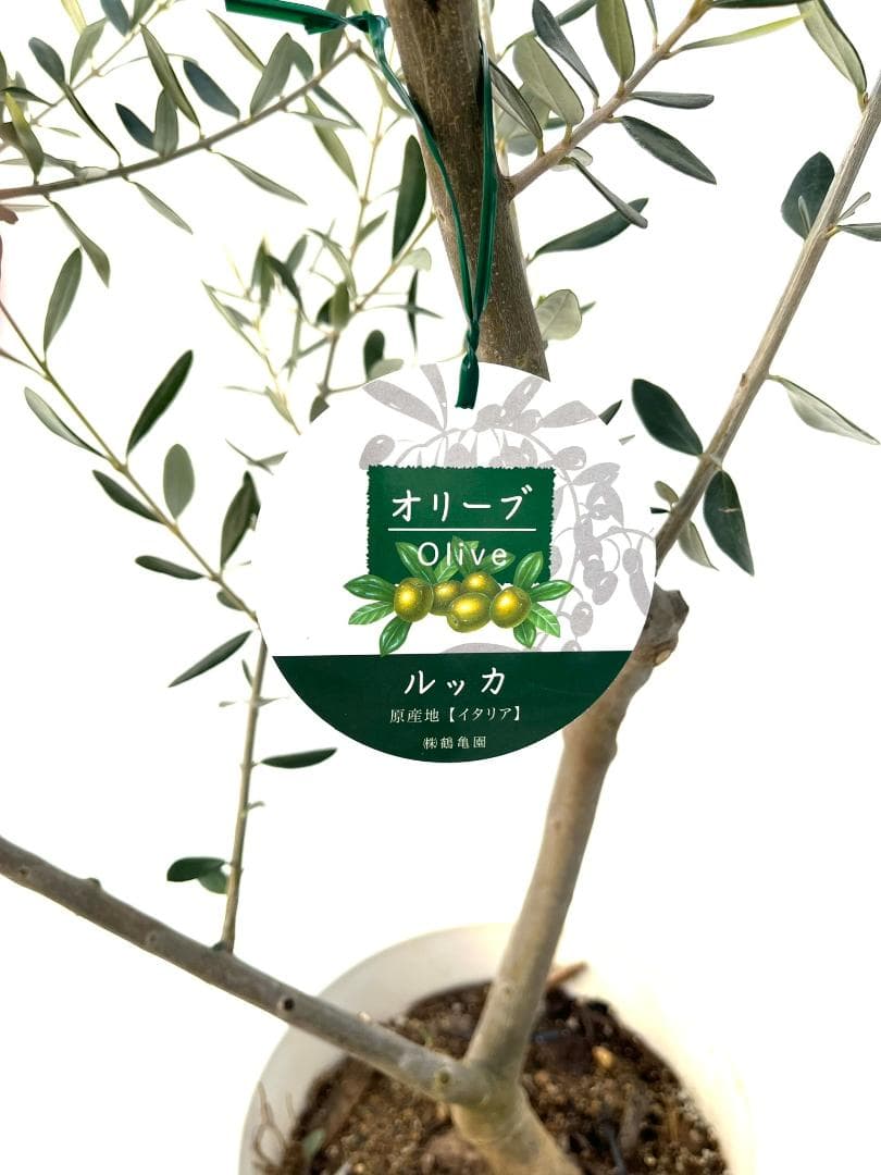 オリーブの木　ルッカ　10号　約160cm　K-290　人気品種　現品掲載