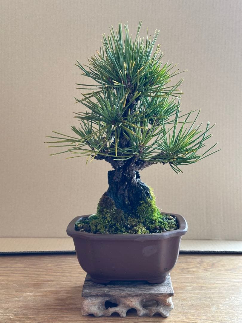 盆栽 小品盆栽 錦松(夢錦)-7