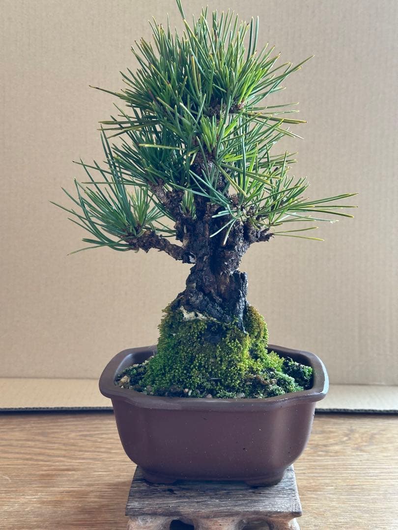 盆栽 小品盆栽 錦松(夢錦)-7