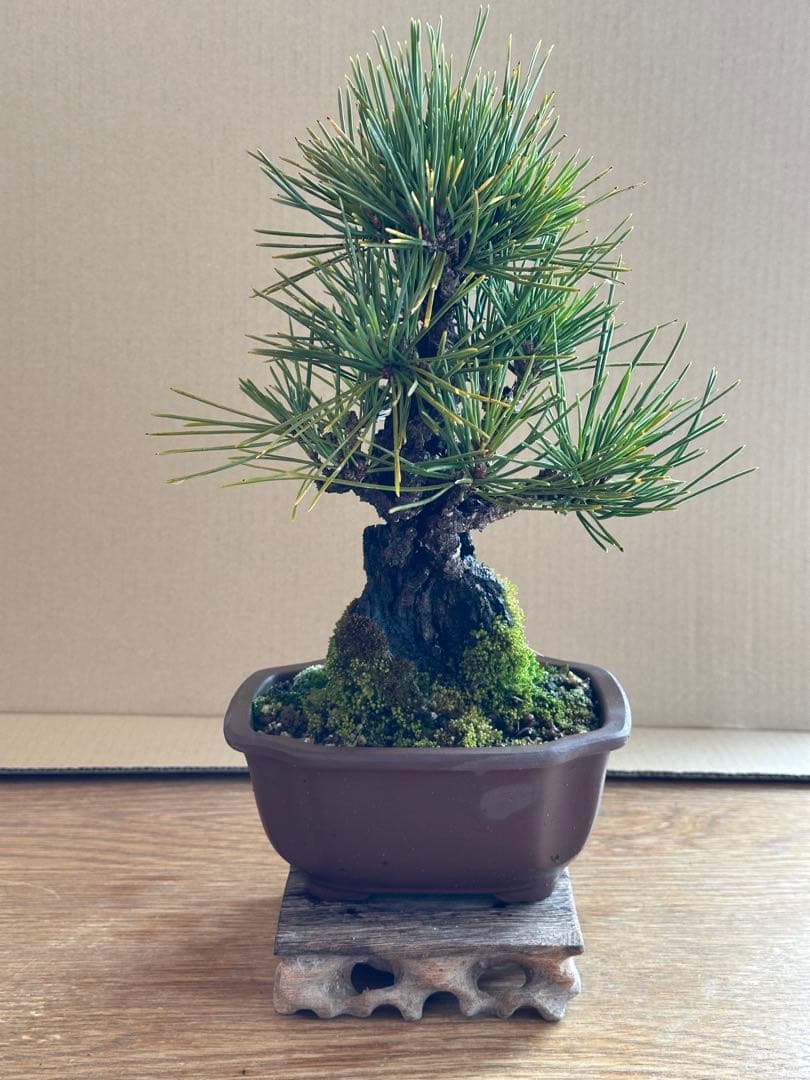 盆栽 小品盆栽 錦松(夢錦)-7