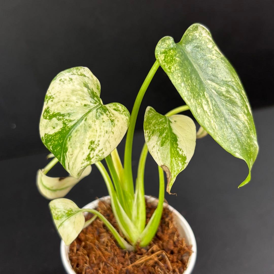 【2187117】モンステラ デリシオーサ フルミント 斑入り