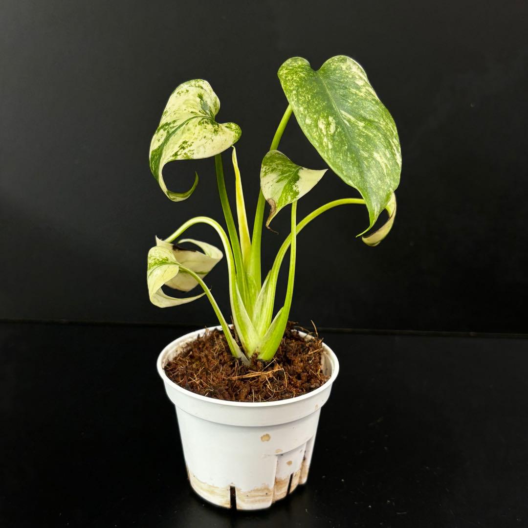 【2187117】モンステラ デリシオーサ フルミント 斑入り