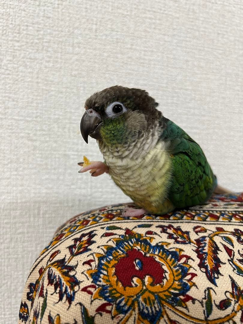 みつ豆さまご確認ページ