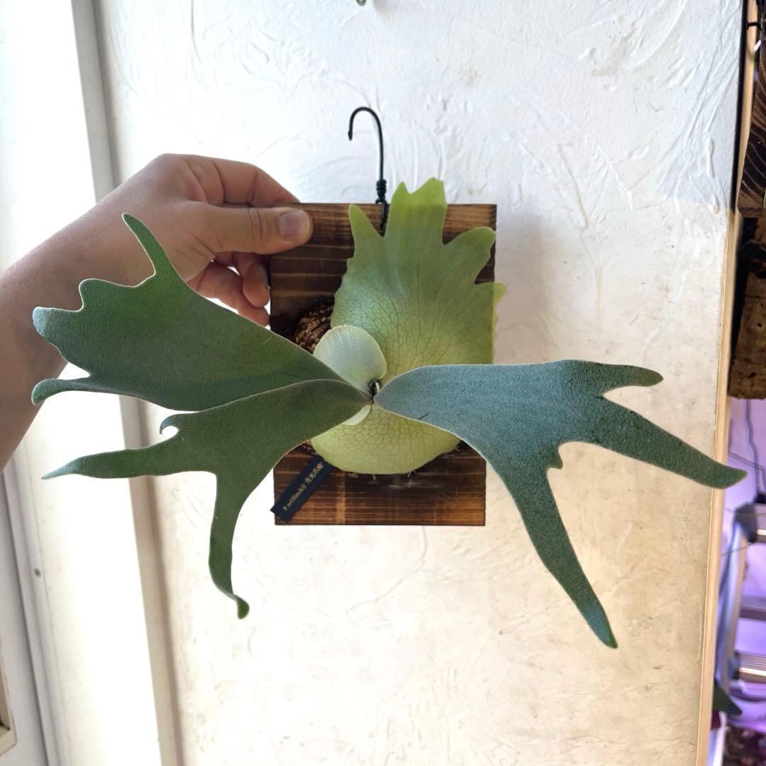 ビカクシダ　ウィリンキー　月光爪哇　子株　板付