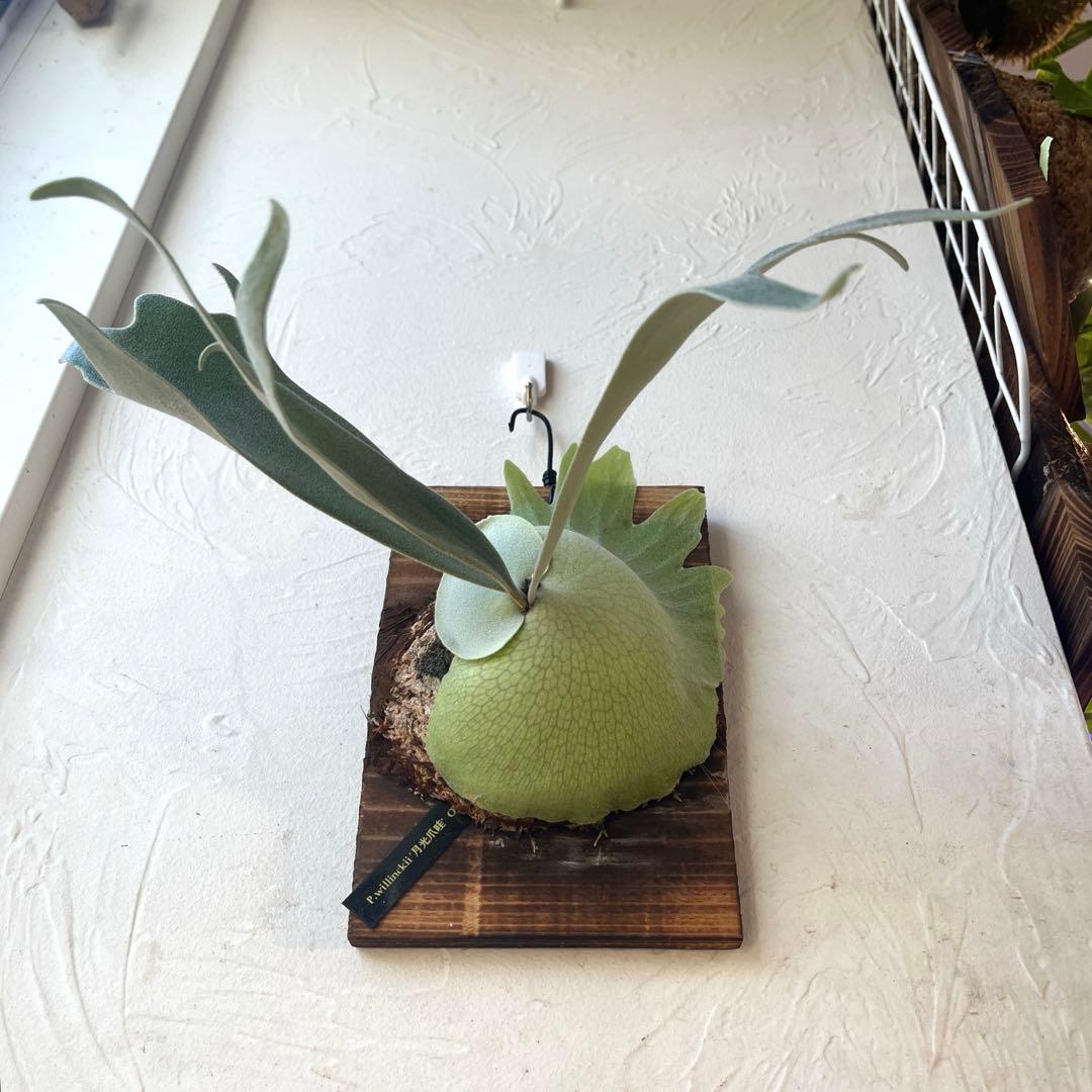 ビカクシダ　ウィリンキー　月光爪哇　子株　板付