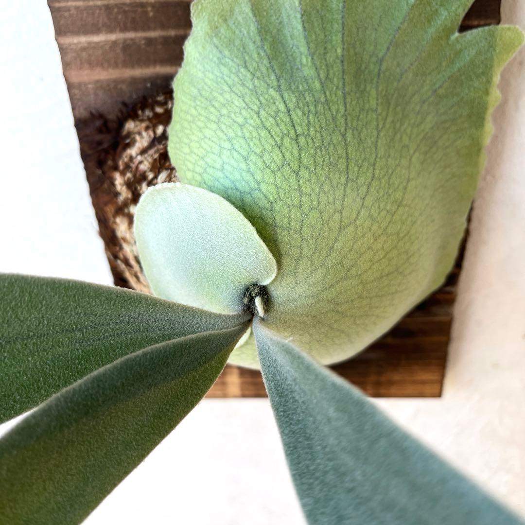 ビカクシダ　ウィリンキー　月光爪哇　子株　板付