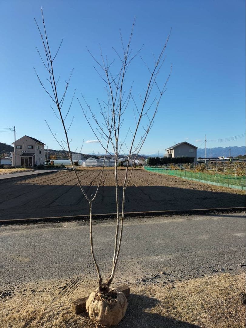 山採り アオダモ 本株立ち 3本立ち 自然樹形