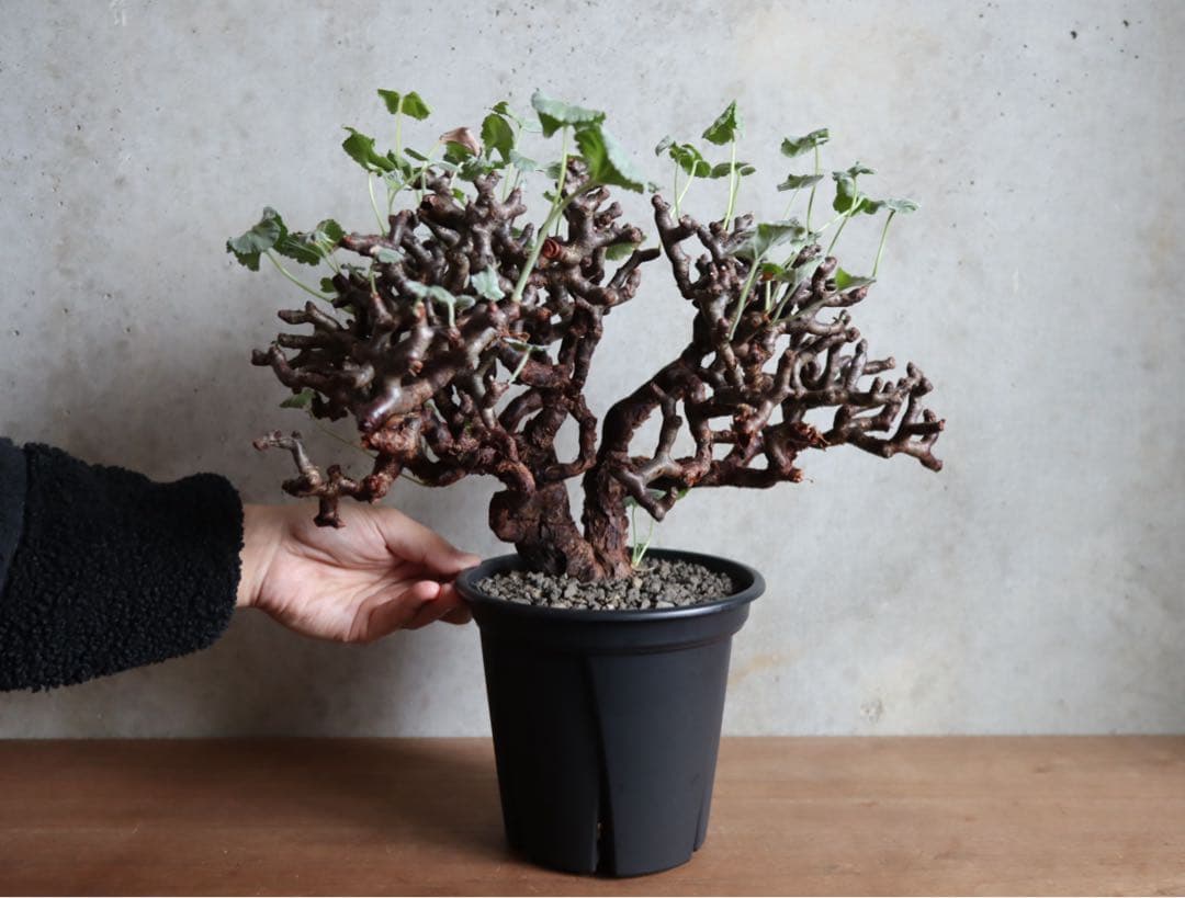 【値下げ】ペラルゴニウム　ミラビレ　特大株　発根済み