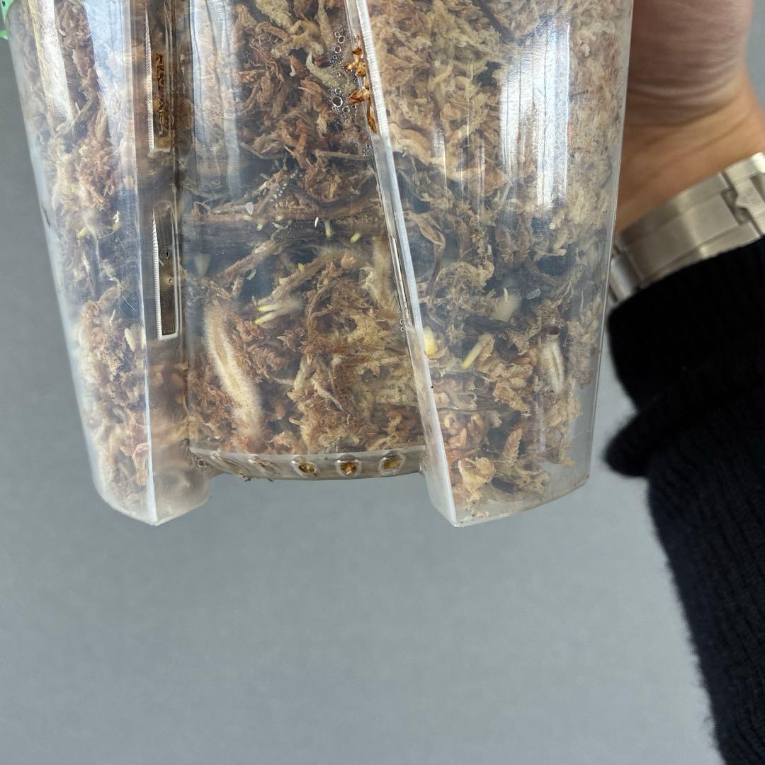 超絶希少❗️サイズ大❗️モンステラ　ボルシギアナ　ミント✨