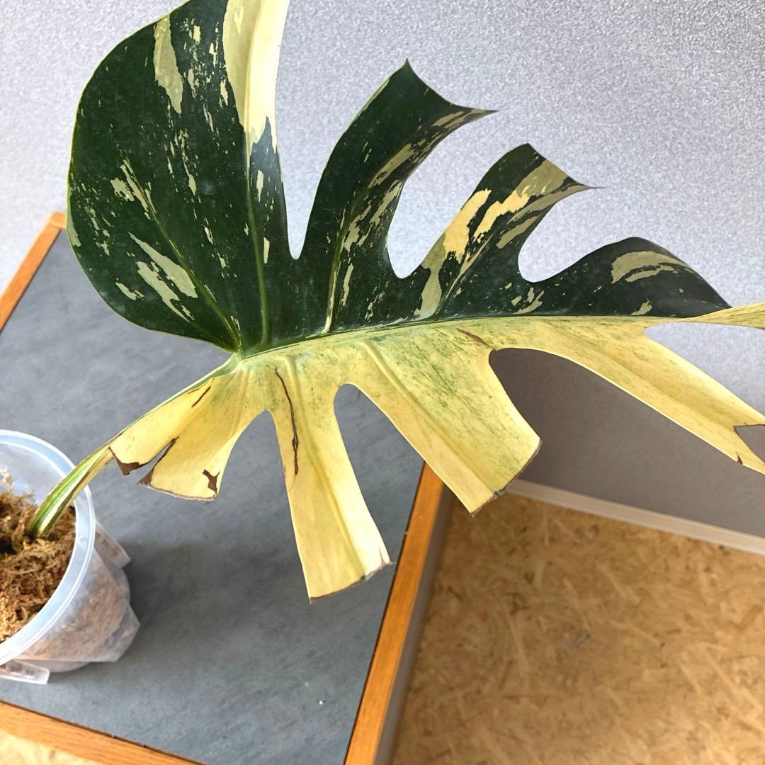 超絶希少❗️サイズ大❗️モンステラ　ボルシギアナ　ミント✨