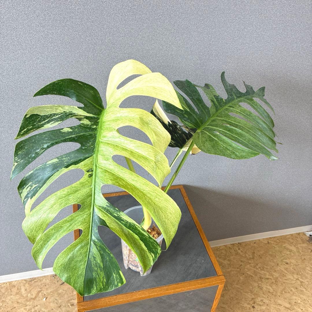 超絶希少❗️サイズ大❗️モンステラ　ボルシギアナ　ミント✨