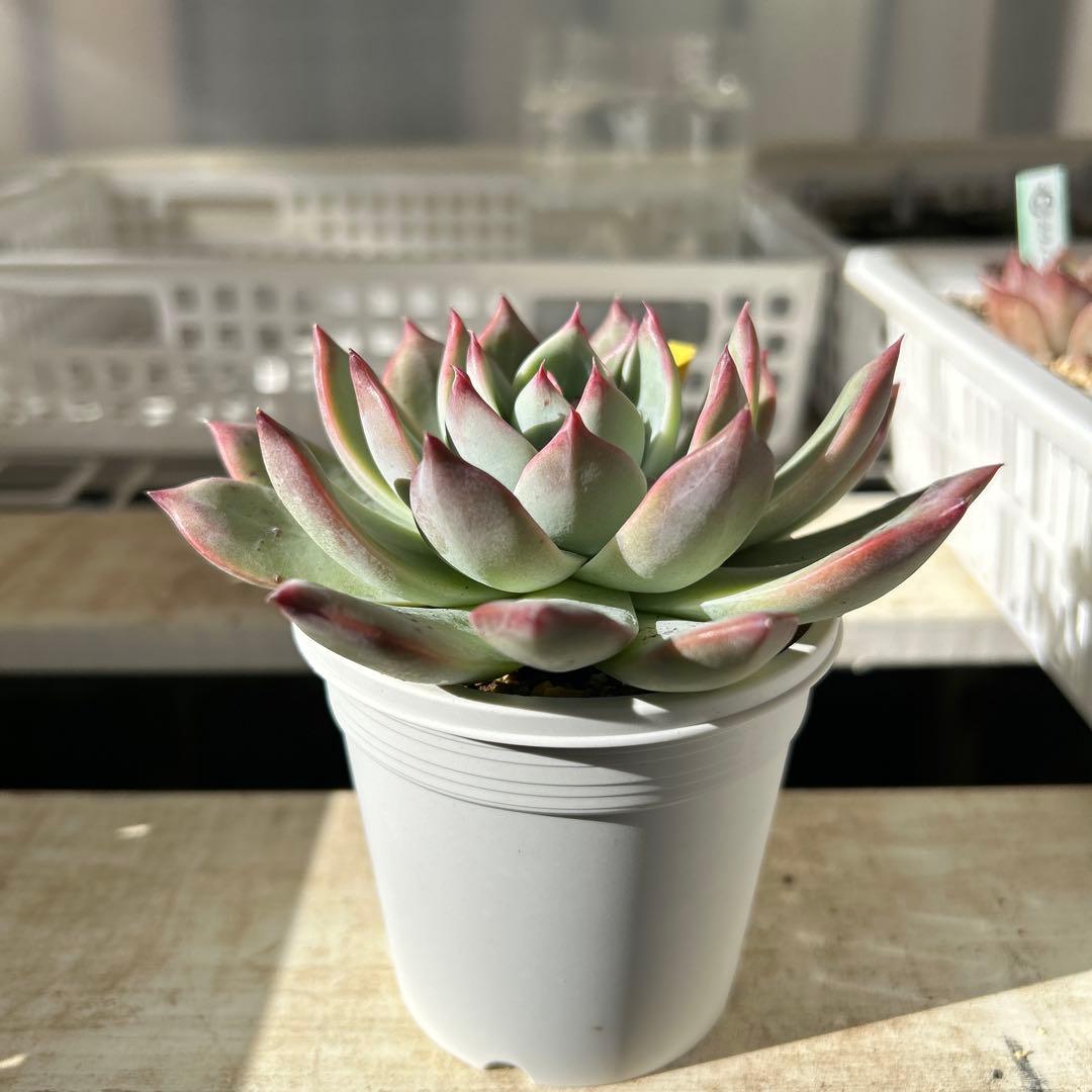 多肉植物⭐︎中里リンゼアナ⭐︎名札付き⭐︎花芽上がります