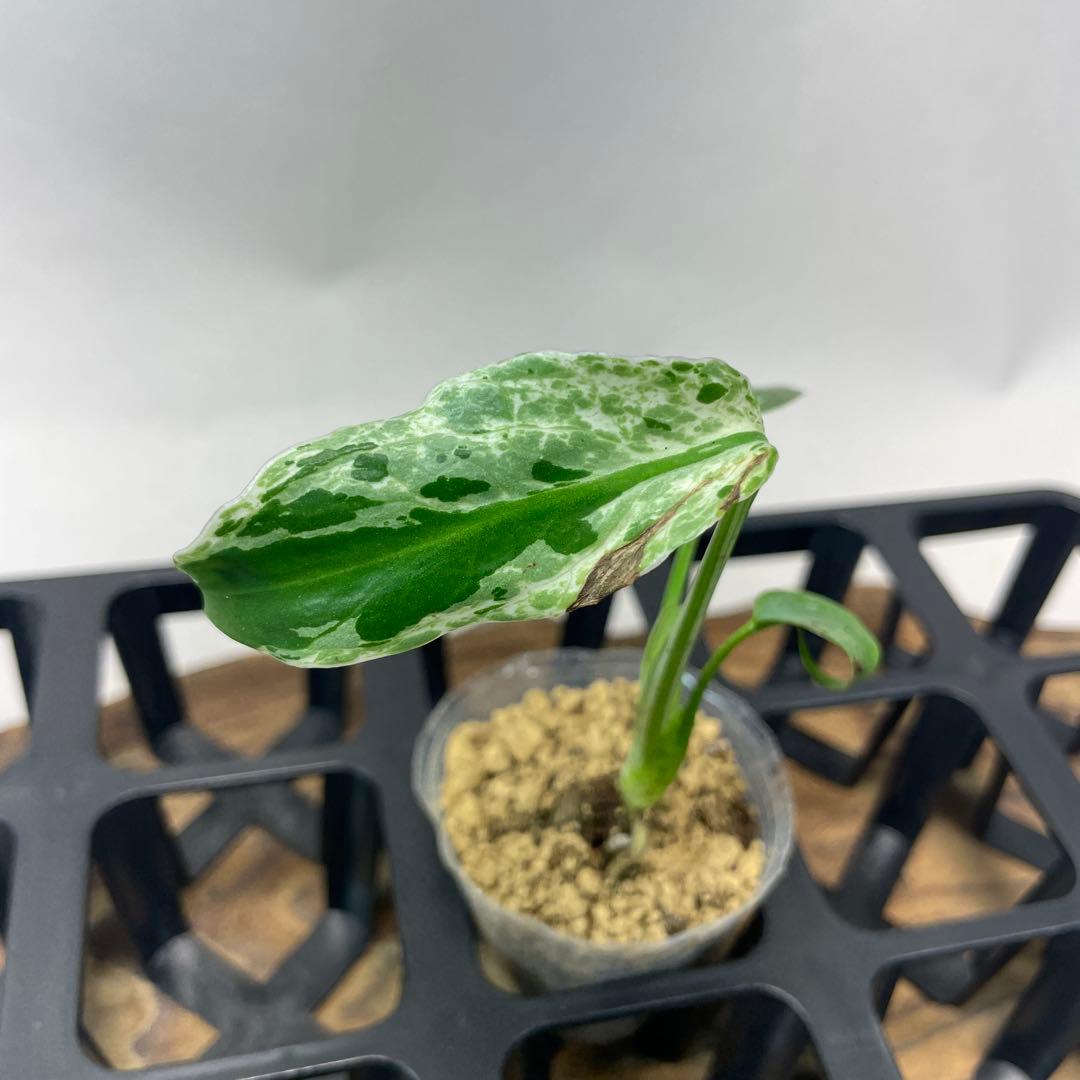 A12品種保証！斑入り保証Bulbasaurモンステラ バルバソー フシギダネ