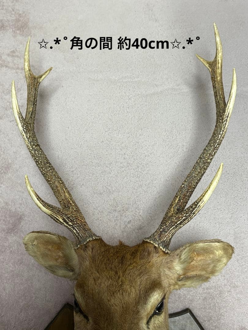 ✩.*˚鹿の剥製✩.*˚