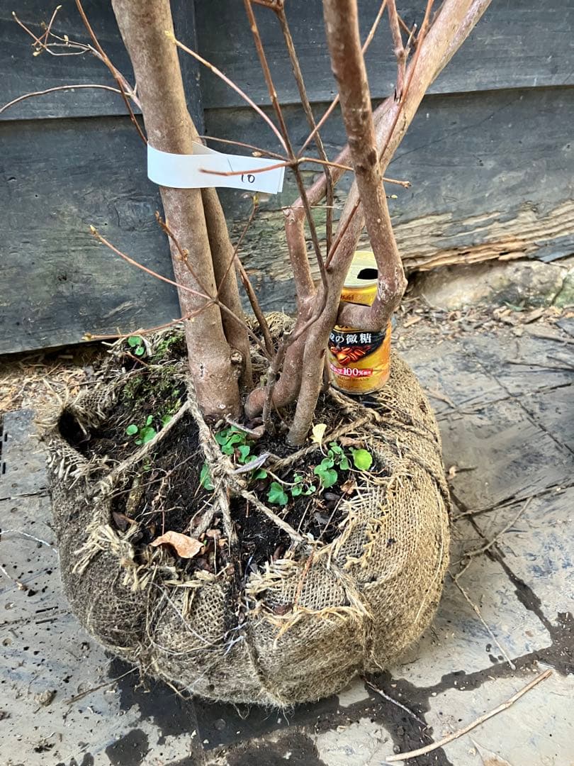 10 山採り　ミツバツツジ